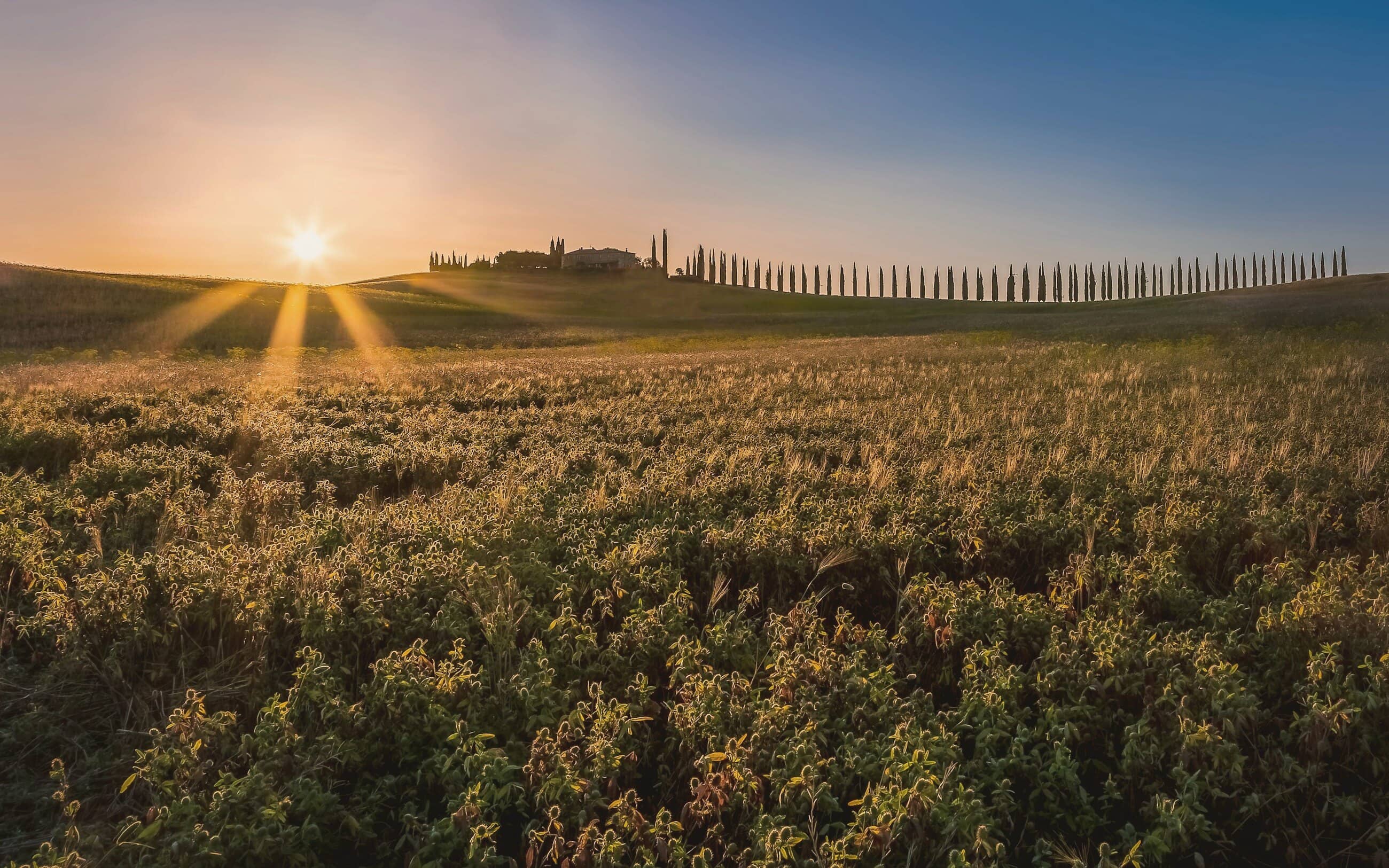 Low sun behind a farmhouse in the Val d'Orcia, a line of cypress running along the ridge and a flowering field in the foreground.